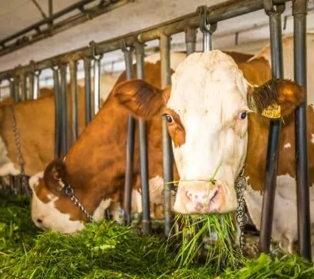 Unterwoehrlehen * Файстенау