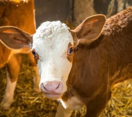 Unterwoehrlehen 公寓 *