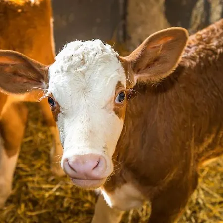 アパート Unterwoehrlehen ファイステナウ