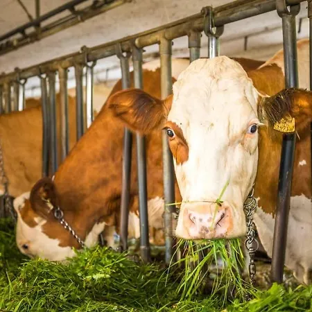 公寓 Unterwoehrlehen